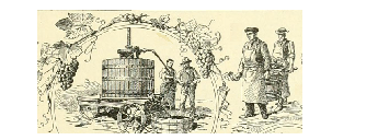 wine harvest in France
