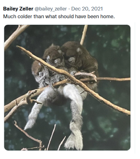 image from Twitter narrative