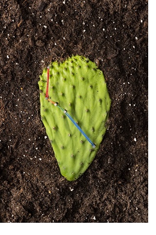 
photo of cactus with threaded native migration path